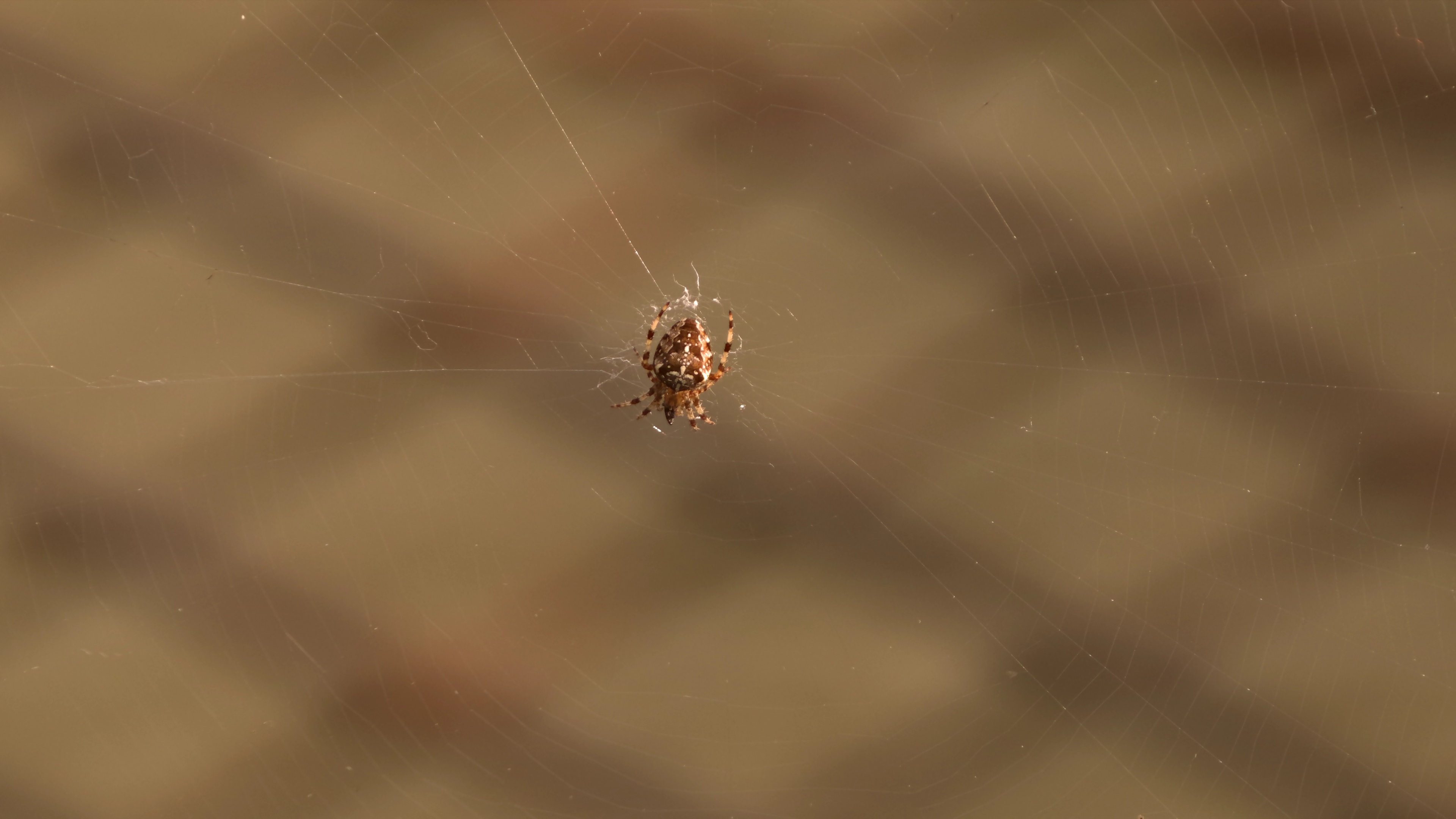 Spider in it’s web