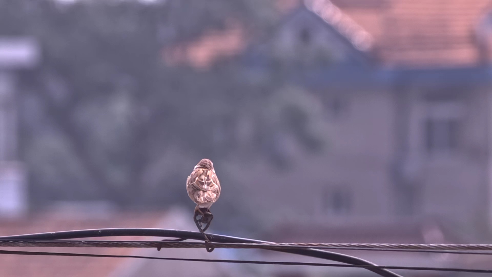 小麻雀的世界