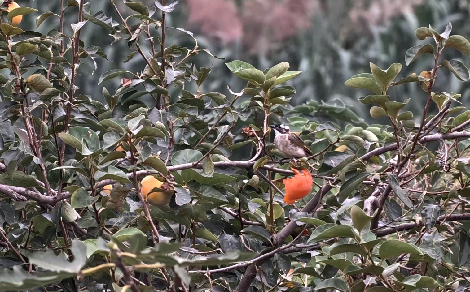 柿子自助餐
