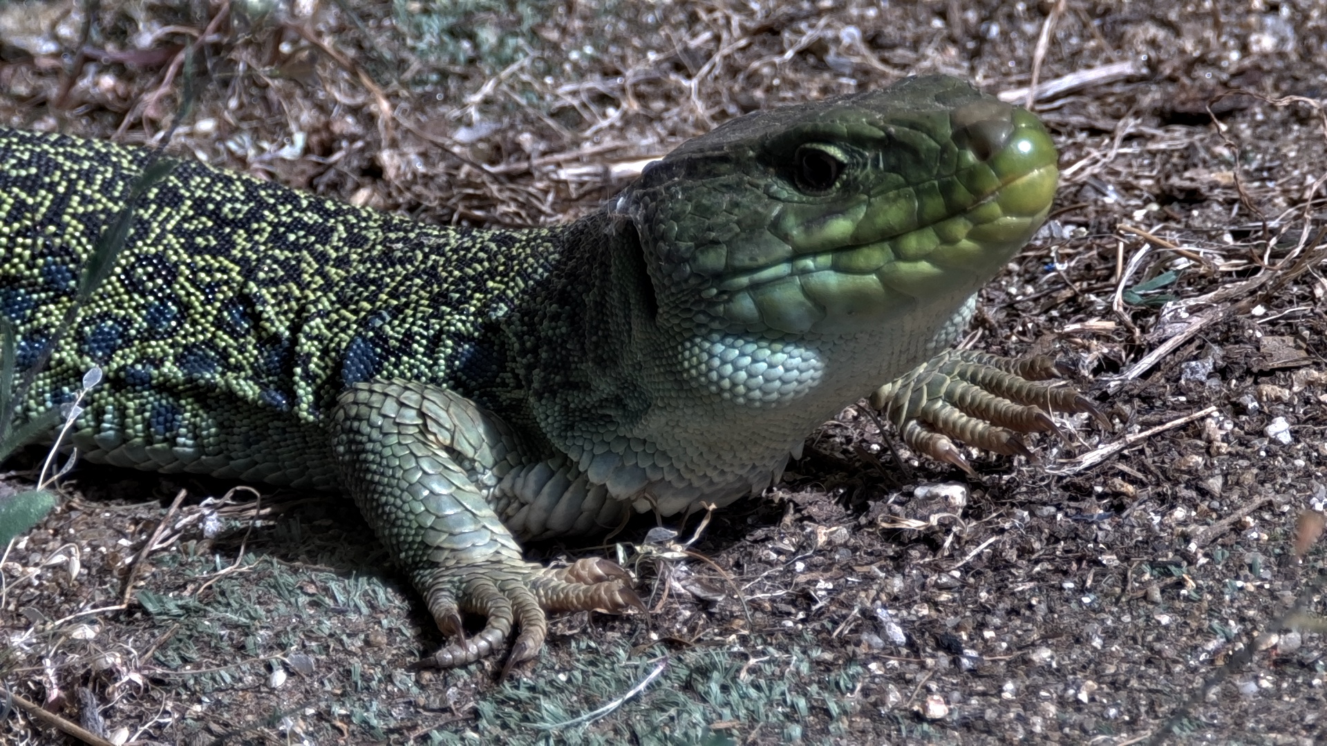Lagarto ocelado