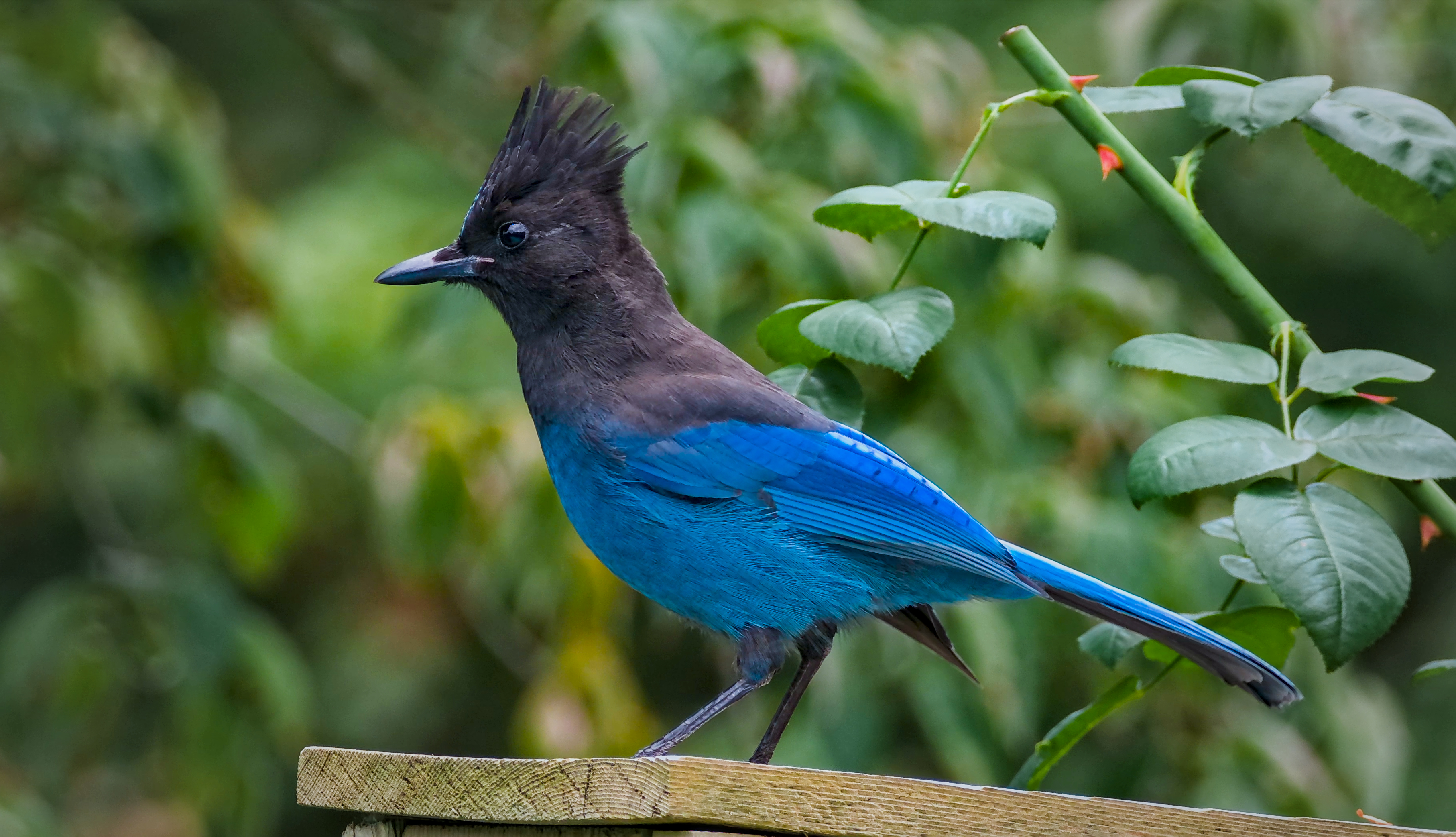A Steller's Jay