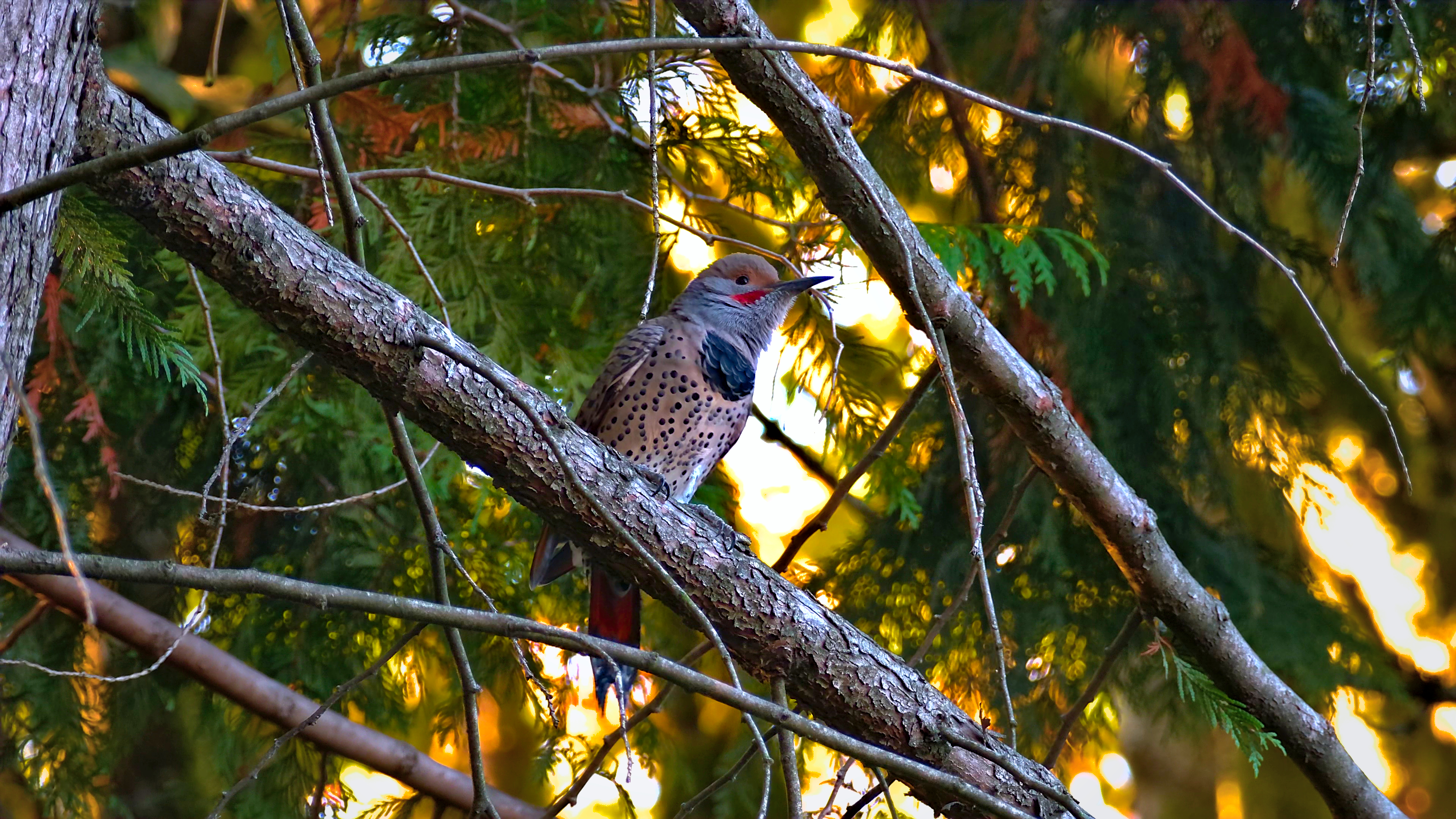 A Male Northern Flicker