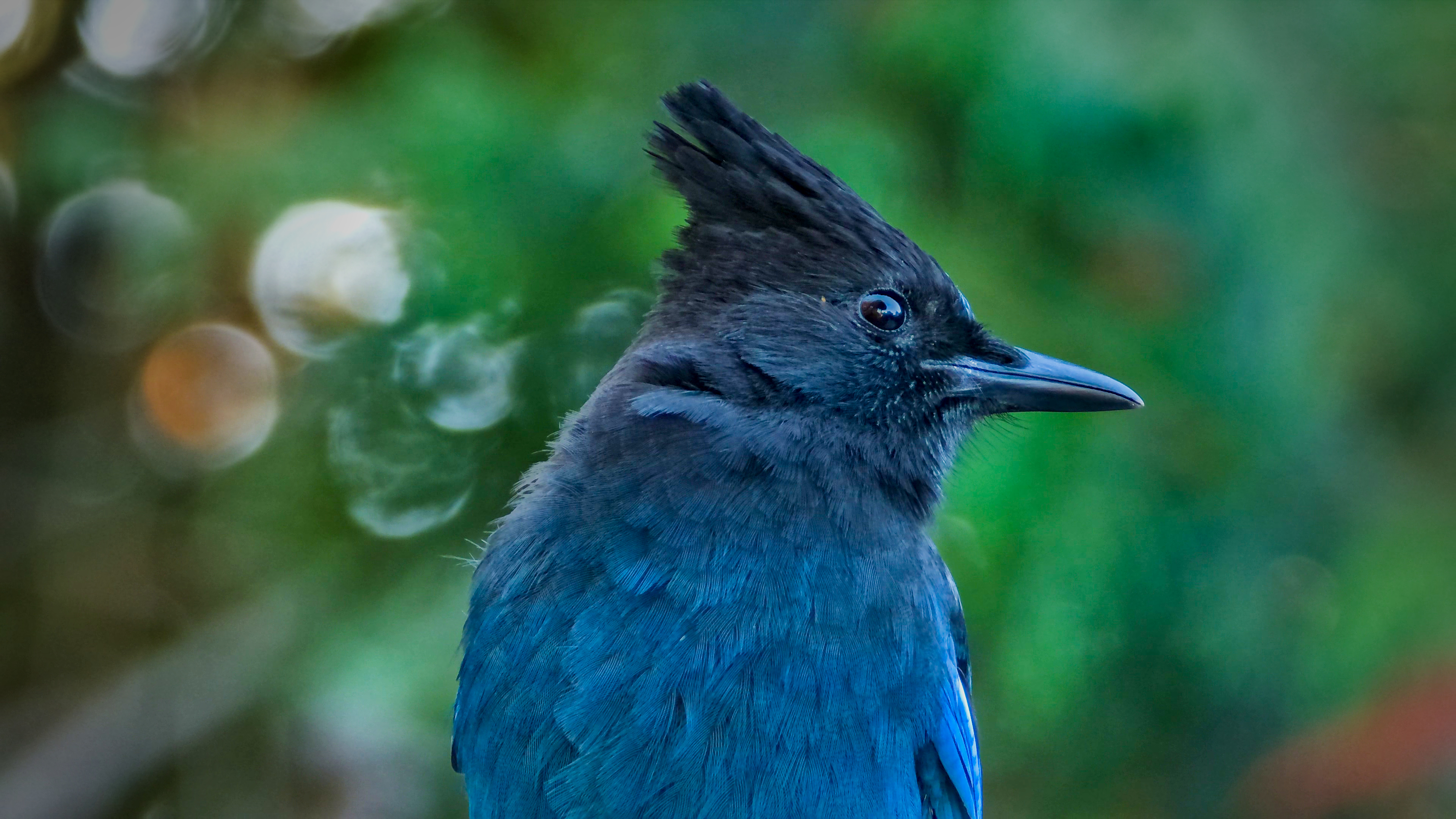 A Steller's Jay
